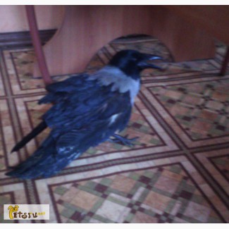 Ворона серая в Новосибирске