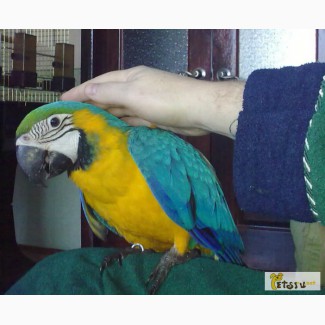 Птенец попугая сине-жёлтый ара ручной в Саратове