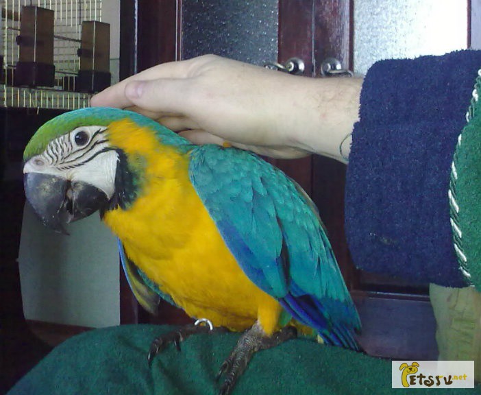 Птенец попугая сине-жёлтый ара ручной в Саратове