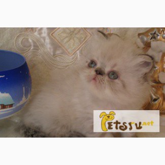 Персидский котик колор-пойнт в Электростали