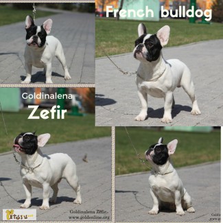 Французский бульдог подрощенный щенок