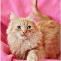Рыжий, честный, влюбленный котенок Фокс в дар