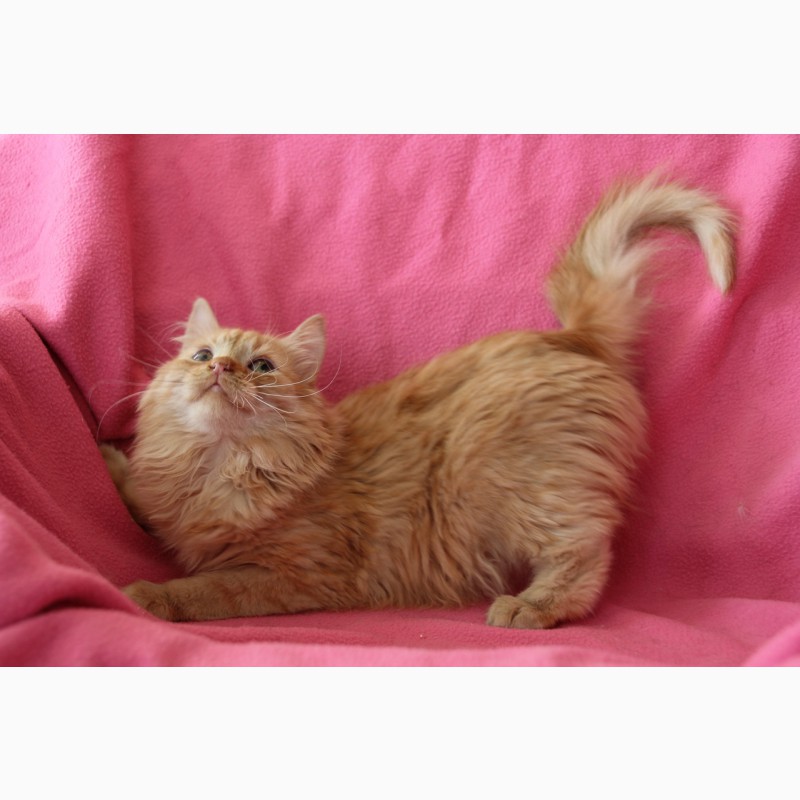 Фото 2/6. Рыжий, честный, влюбленный котенок Фокс в дар