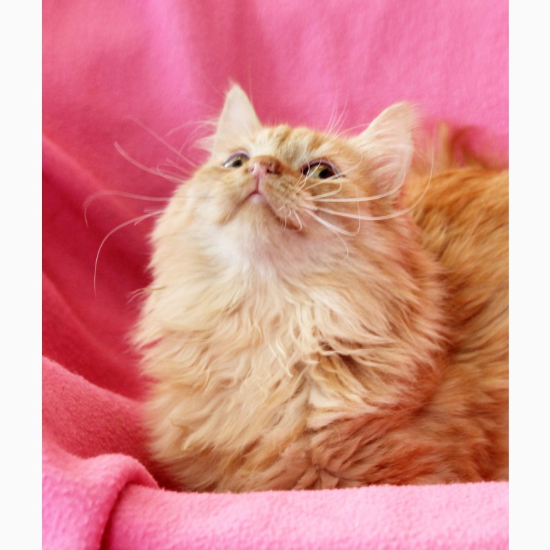 Фото 3/6. Рыжий, честный, влюбленный котенок Фокс в дар