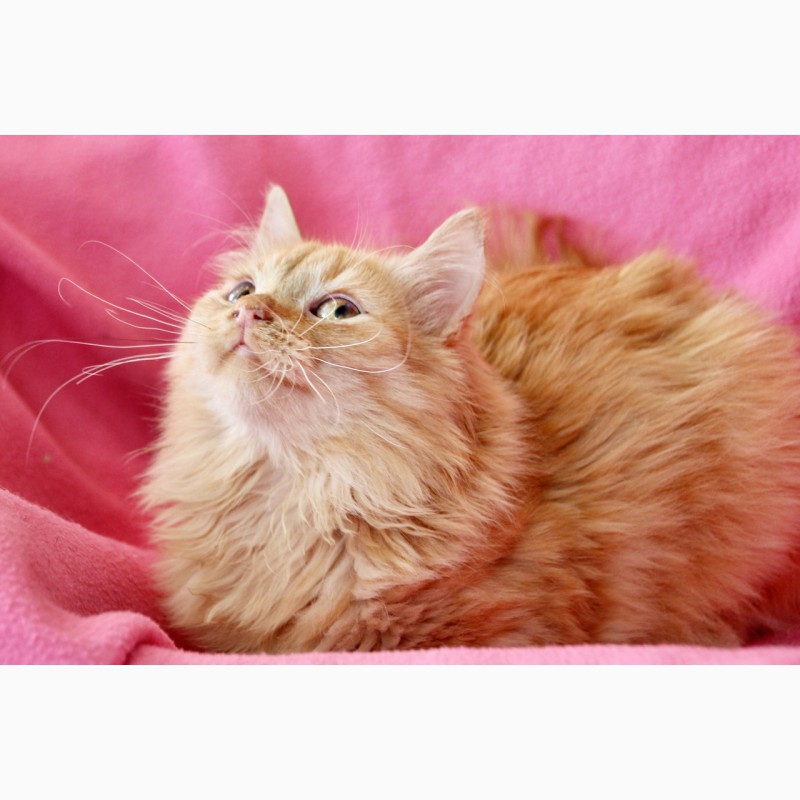 Фото 4. Рыжий, честный, влюбленный котенок Фокс в дар