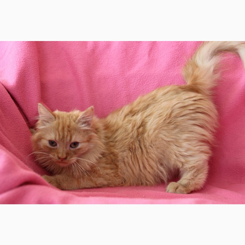 Фото 5. Рыжий, честный, влюбленный котенок Фокс в дар