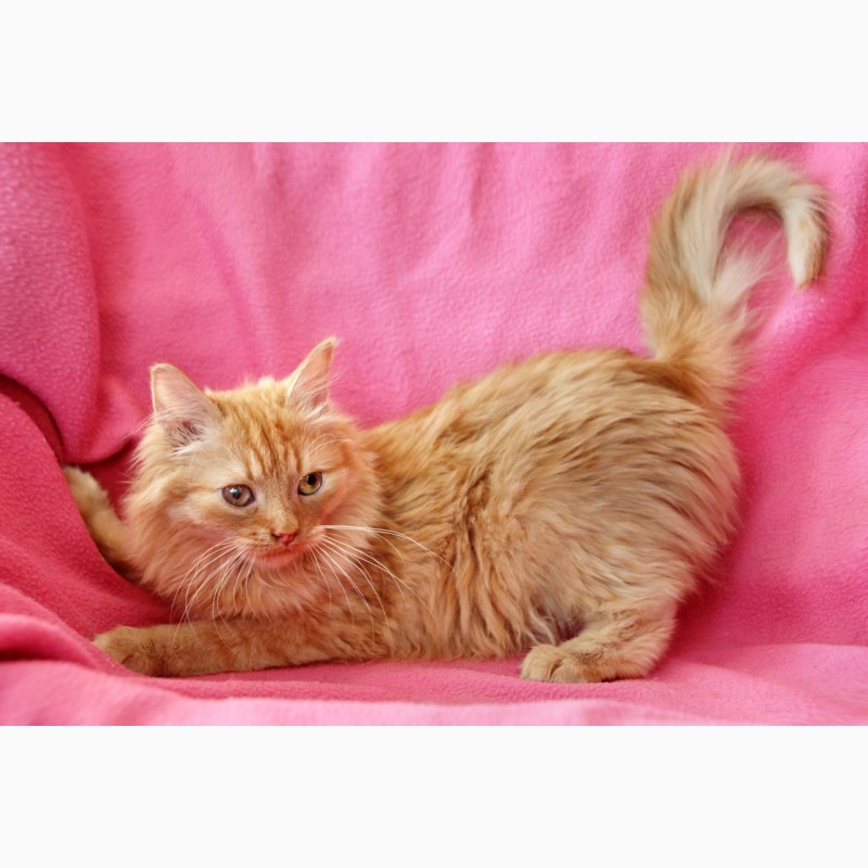 Фото 6. Рыжий, честный, влюбленный котенок Фокс в дар