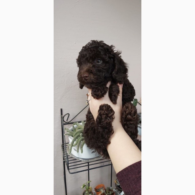 Фото 2/4. Red brown toy poodle puppies