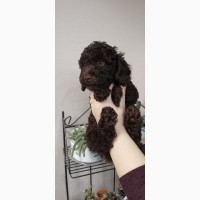 Red brown toy poodle puppies
