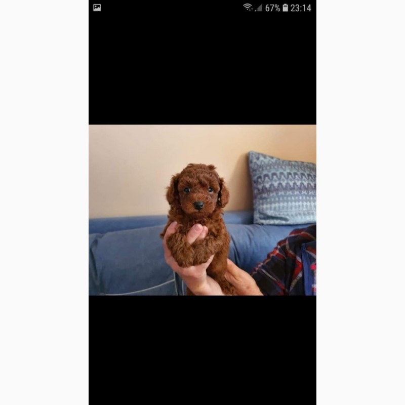 Фото 3/4. Red brown toy poodle puppies