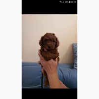 Red brown toy poodle puppies