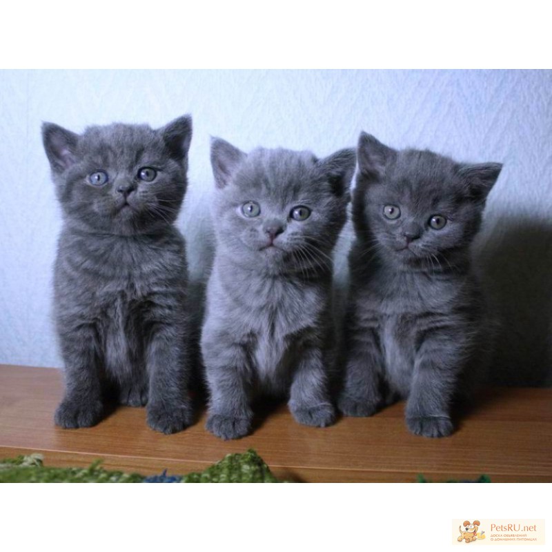Очаровательные голубые британские котята
