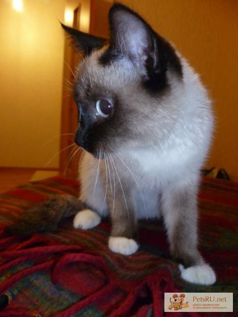 Фото 1/1. Сиамский котенок с белыми лапками, в хорошие руки