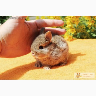 Нидерландский карликовый кролик до 1 кг