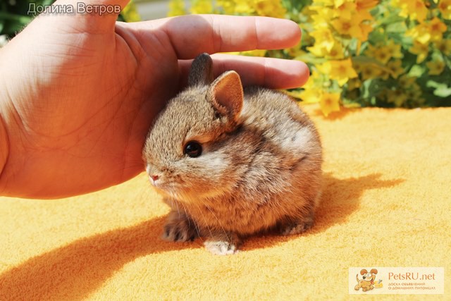 Фото 1/1. Нидерландский карликовый кролик до 1 кг