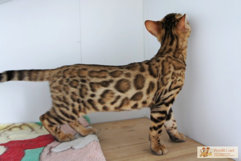 Бенгальский котенок с дефектом - 5000 руб.