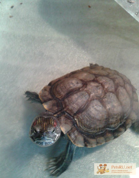 Фото 1/1. Красноухих черепах в Ангарске