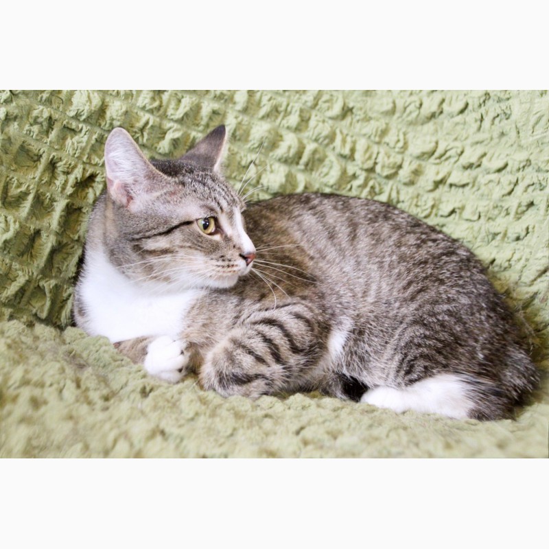 Фото 5. Полосатый скромник котёнок Пиксель в дар