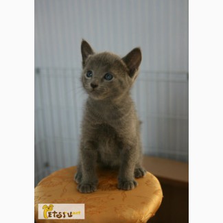 Котята Русской голубой породы в Саранске