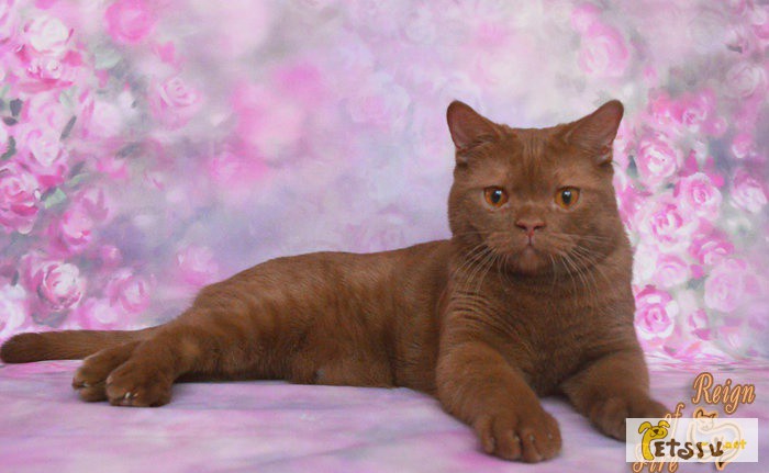Фото 1/1. Британский котенок окраса циннамон в Краснодаре