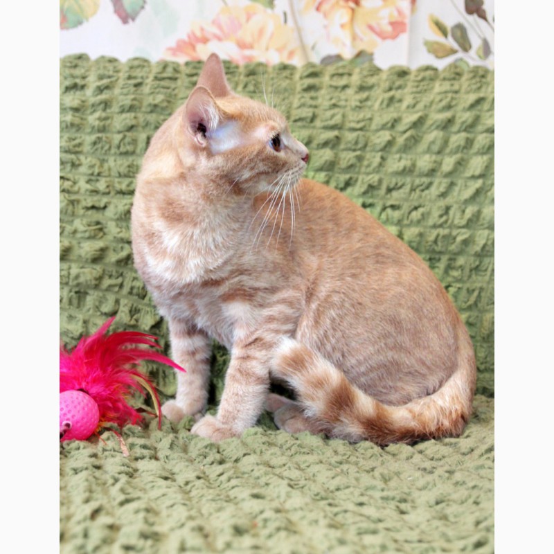 Фото 5. Котёнок подросток Митрич - персиковое настроение в дар