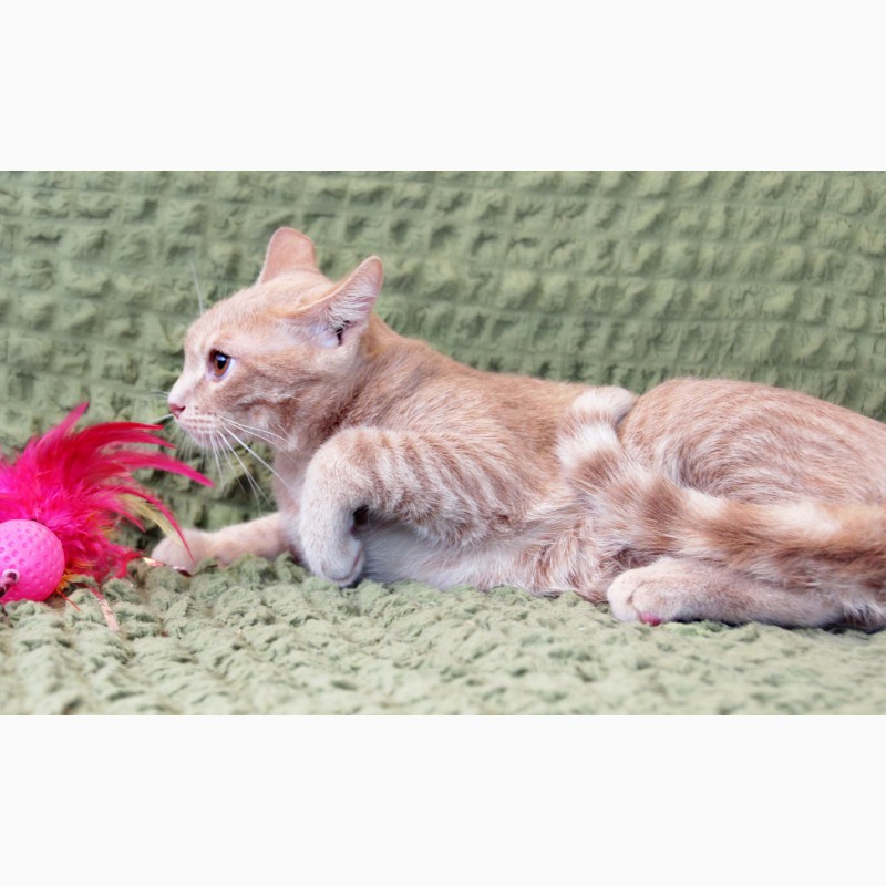 Фото 7. Котёнок подросток Митрич - персиковое настроение в дар