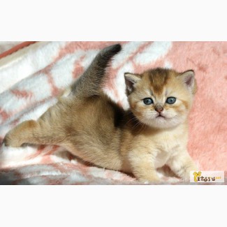 Британский кот золотой тикированный в Нижнем Тагиле