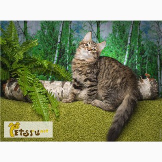 Сибирский котенок - лесной окрас