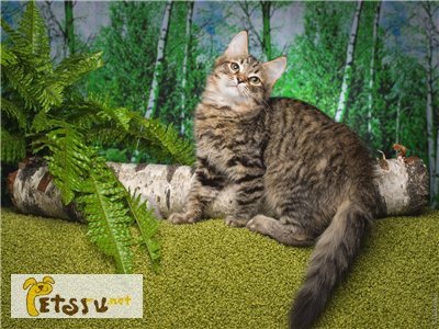 Сибирский котенок - лесной окрас