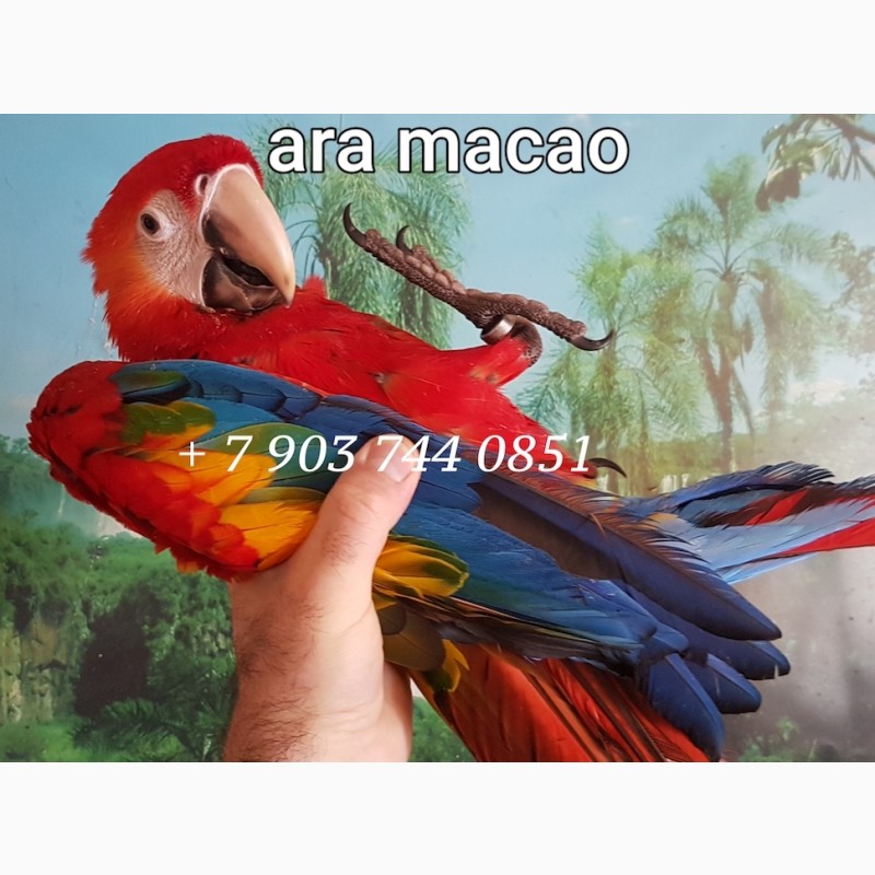 Фото 1/1. Птенцы выкормыши красный ара (Ara macao)