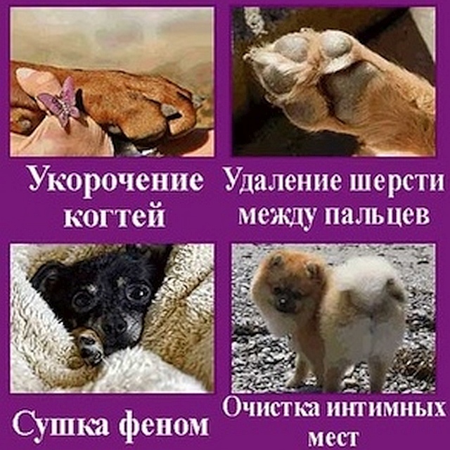 Фото 7. Стрижка собак на дому в Москве