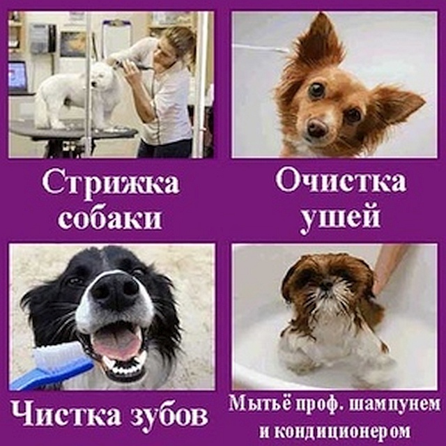 Фото 8. Стрижка собак на дому в Москве