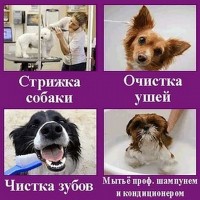 Стрижка собак на дому в Москве