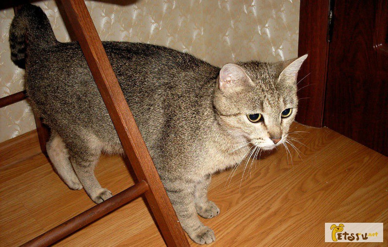 Ищет дом ласковая кошка абиссинского в Санкт-Петербурге