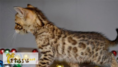 Фото 1/1. Бенгальские клубные котята. бенгальские кошки котят