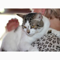 Ищем добрые руки для кошки Люси из приюта