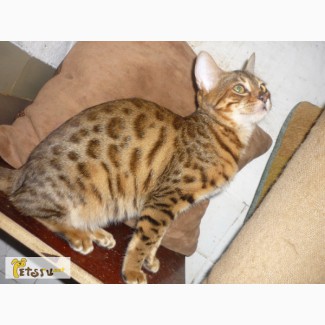 Бенгальские котята из питомника недорого, Ульяновск