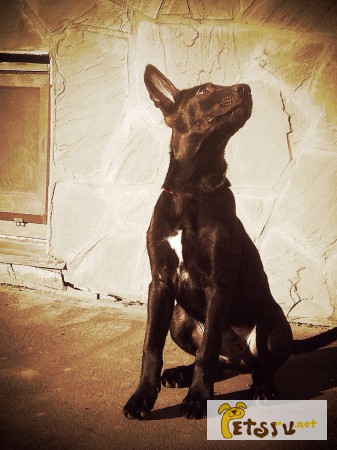 Фото 1/1. Мальчик мексиканской голой собаки(стандарт) в шерсти, Москва