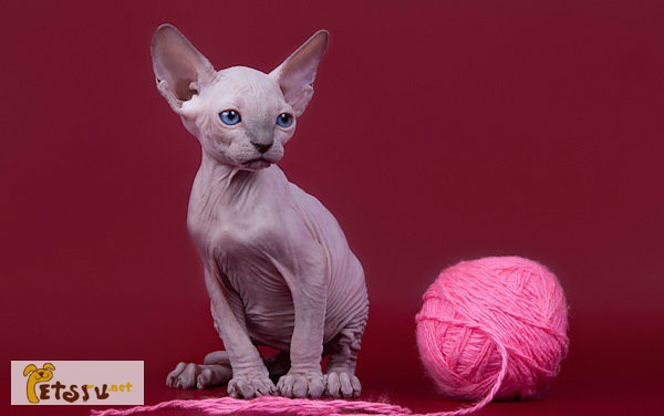 Сфинкс–одна из старейших пород кошек. в России
