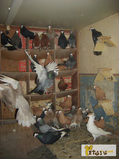 Продам Курских голубей (разных цветов)