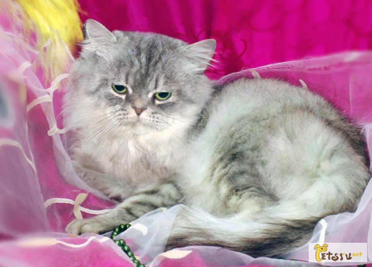 Роскошный персидский кот Абсолют ищет дом