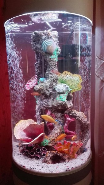 Фото 5. Шикарный аквариум Marvelous с большим цилиндром