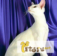 Котята восточно-ориентальная порода в Томске
