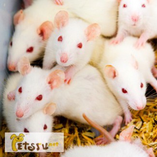 Продаются крысы и мыши в Самаре