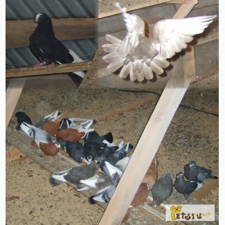 Продам Курских голубей