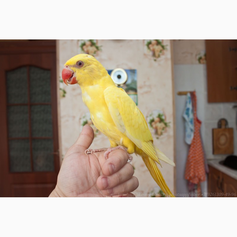 Фото 5. Ожереловый попугай самка 6 месяцев