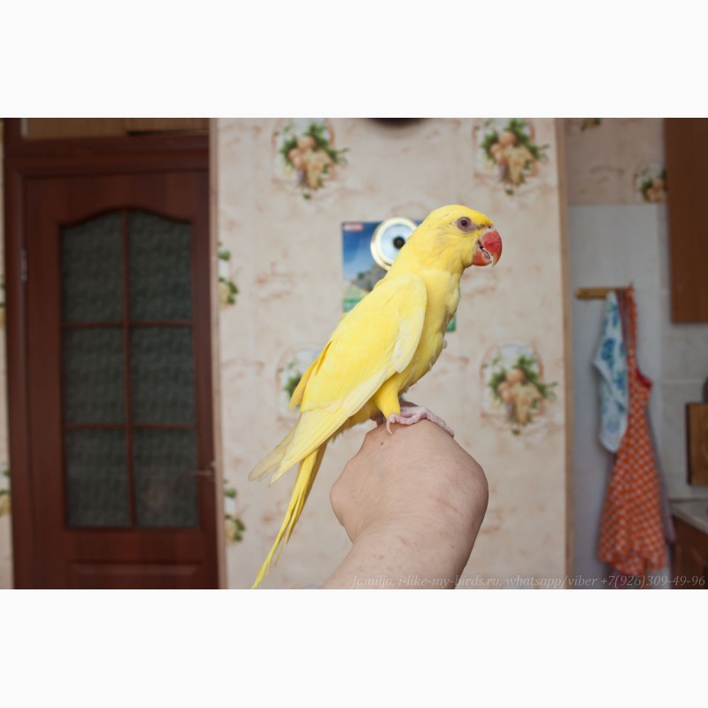 Фото 6. Ожереловый попугай самка 6 месяцев
