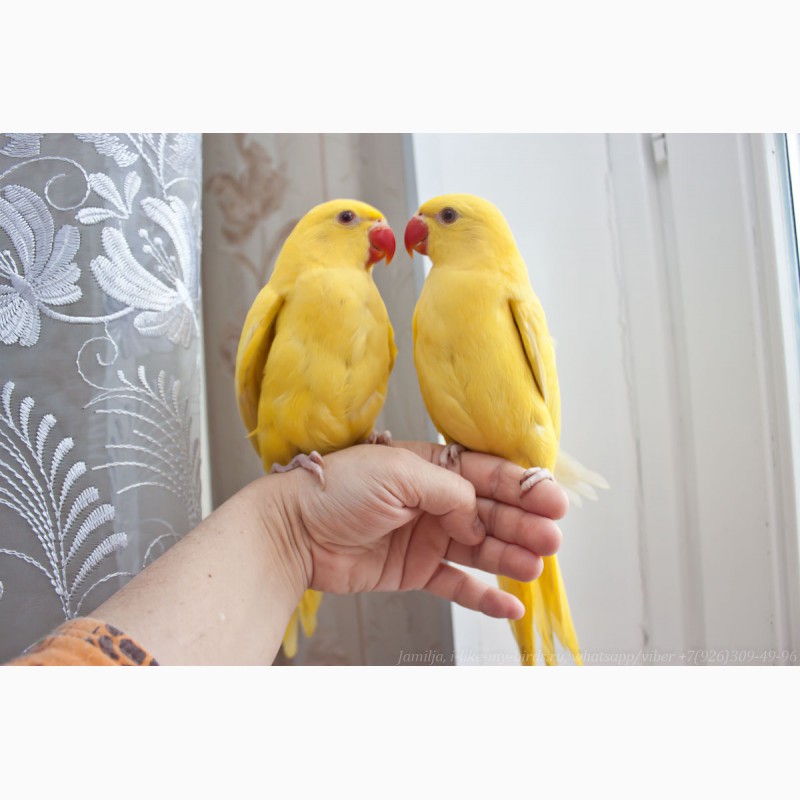 Фото 7. Ожереловый попугай самка 6 месяцев
