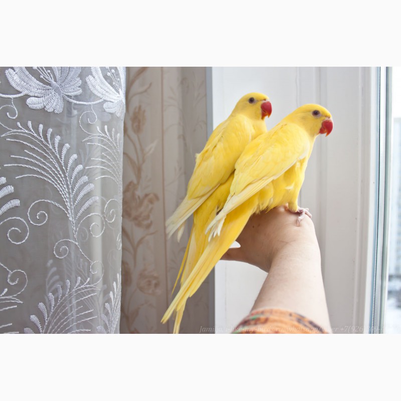 Фото 8. Ожереловый попугай самка 6 месяцев
