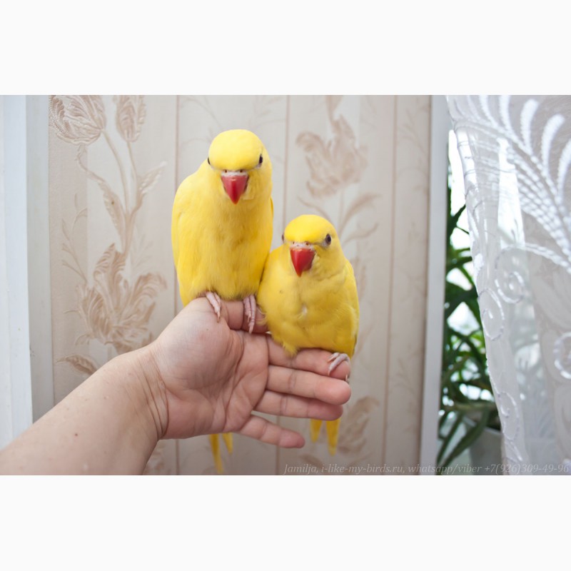 Фото 9. Ожереловый попугай самка 6 месяцев